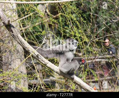 Praga, Repubblica Ceca. 30 Mar, 2019. Un'argentea gibbone si arrampica su un albero allo Zoo di Praga a Praga e nella Repubblica ceca, 30 marzo 2019. Credito: Dana Kesnerova/Xinhua/Alamy Live News Foto Stock