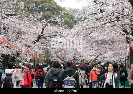 Tokyo, Giappone. 30 Mar, 2019. Persone passeggiata sotto completamente fiorì Fiori Ciliegio al Parco di Ueno a Tokyo il sabato 30 marzo, 2019. Credito: Yoshio Tsunoda/AFLO/Alamy Live News Foto Stock