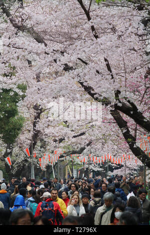 Tokyo, Giappone. 30 Mar, 2019. Persone passeggiata sotto completamente fiorì Fiori Ciliegio al Parco di Ueno a Tokyo il sabato 30 marzo, 2019. Credito: Yoshio Tsunoda/AFLO/Alamy Live News Foto Stock