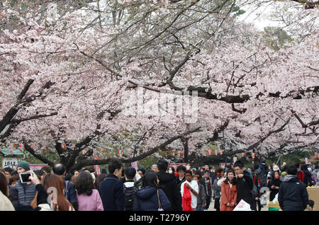 Tokyo, Giappone. 30 Mar, 2019. Persone passeggiata sotto completamente fiorì Fiori Ciliegio al Parco di Ueno a Tokyo il sabato 30 marzo, 2019. Credito: Yoshio Tsunoda/AFLO/Alamy Live News Foto Stock