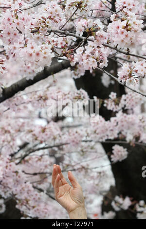 Tokyo, Giappone. 30 Mar, 2019. Una donna si estende la sua mano a completamente fiorì Fiori Ciliegio al Parco di Ueno a Tokyo il sabato 30 marzo, 2019. Credito: Yoshio Tsunoda/AFLO/Alamy Live News Foto Stock