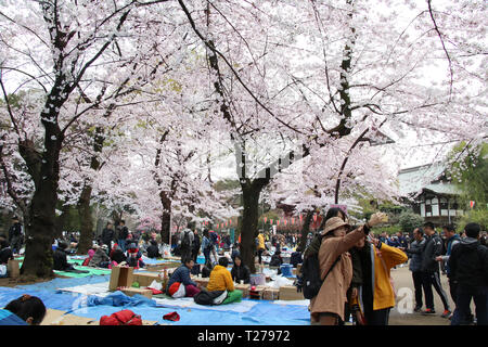 Tokyo, Giappone. 30 Mar, 2019. Persone passeggiata sotto completamente fiorì Fiori Ciliegio al Parco di Ueno a Tokyo il sabato 30 marzo, 2019. Credito: Yoshio Tsunoda/AFLO/Alamy Live News Foto Stock