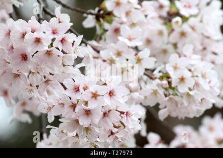 Tokyo, Giappone. 30 Mar, 2019. Completamente fiorì fiori di ciliegio sono visualizzati a Parco di Ueno a Tokyo il sabato 30 marzo, 2019. Credito: Yoshio Tsunoda/AFLO/Alamy Live News Foto Stock
