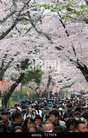 Tokyo, Giappone. 30 Mar, 2019. Persone passeggiata sotto completamente fiorì Fiori Ciliegio al Parco di Ueno a Tokyo il sabato 30 marzo, 2019. Credito: Yoshio Tsunoda/AFLO/Alamy Live News Foto Stock