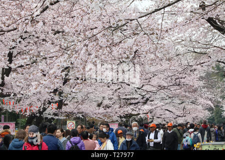 Tokyo, Giappone. 30 Mar, 2019. Persone passeggiata sotto completamente fiorì Fiori Ciliegio al Parco di Ueno a Tokyo il sabato 30 marzo, 2019. Credito: Yoshio Tsunoda/AFLO/Alamy Live News Foto Stock