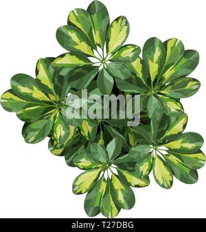 Schefflera houseplant vista dettagliata illustrazione vettoriale Illustrazione Vettoriale