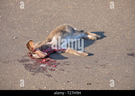 Lepre roadkill su strada asfaltata. Animale è stato colpito a livello del capo, ma ha ancora le orecchie bloccata Foto Stock
