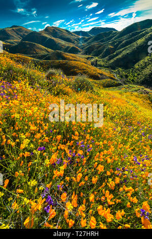 Marzo 15, 2019 - Lago di Elsinore, CA, Stati Uniti d'America - 'Super Bloom' California Poppies in Walker Canyon al di fuori del Lago di Elsinore, Riverside County, CA Foto Stock