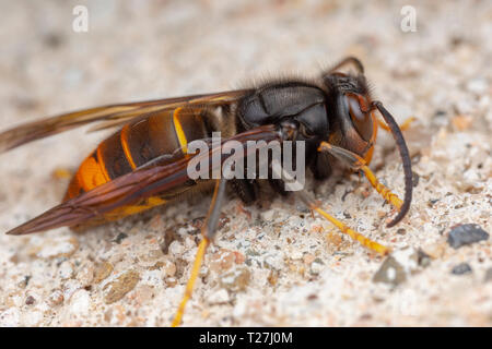 Real Asian wasp, chiamato anche Vespa velutina fotografia macro Foto Stock