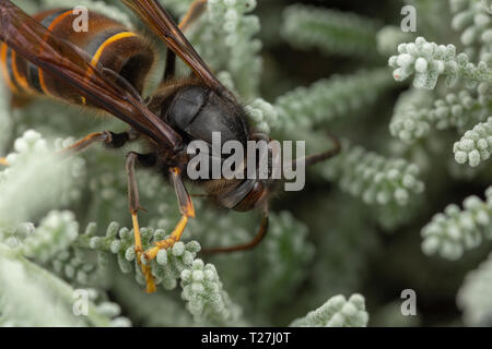 Real Asian wasp, chiamato anche Vespa velutina fotografia macro Foto Stock