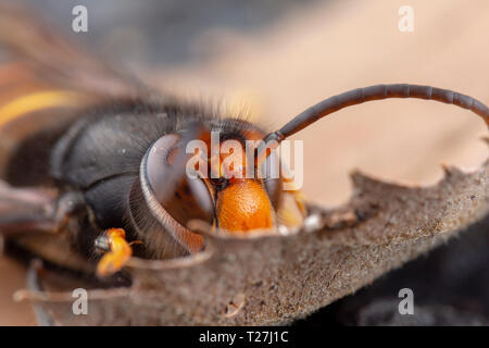 Real Asian wasp, chiamato anche Vespa velutina fotografia macro Foto Stock