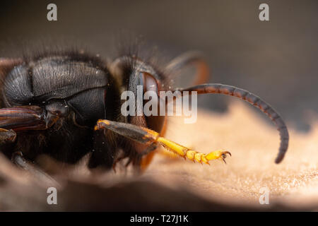 Real Asian wasp, chiamato anche Vespa velutina fotografia macro Foto Stock