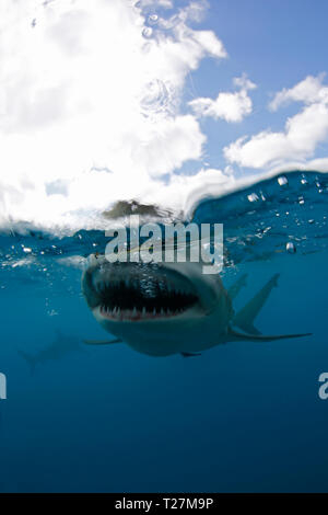 Lo squalo limone (Negaprion brevirostris) Split Shot, bocca aperta che mostra denti in corrispondenza della superficie. Tiger Beach, Bahamas Foto Stock