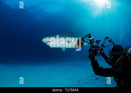 Tiger Shark su fondo di sabbia, con raffiche di Sole attraverso la superficie. Tiger Beach, Bahamas Foto Stock