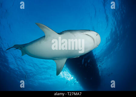 Tiger Shark dal di sotto, con la superficie e la barca al di sopra. Tiger Beach, Bahamas Foto Stock