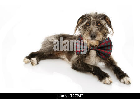 Ritratto di un elegante cane nero che indossa un Natale o compleanno BOWTIE colorati. Isolato su sfondo bianco. Foto Stock