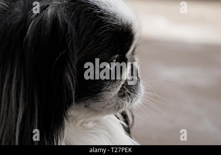 Pekinese cani sulla spiaggia Foto Stock