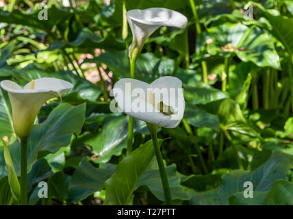 Bellissima calla lilies in primavera, la California del Sud Foto Stock