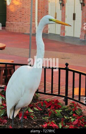 Bianco Airone bianco maggiore durante le ore diurne, in ombra, in piedi in un luogo pubblico con il nero ferro battuto recinzione in background Foto Stock