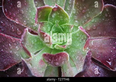 Gocce di pioggia sulla Aeonium arboreum dopo una doccia a pioggia Foto Stock