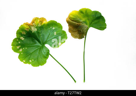 Singola foglia verde di Pellargonium, geranio isolato su sfondo bianco. Bad vecchi fogli Foto Stock