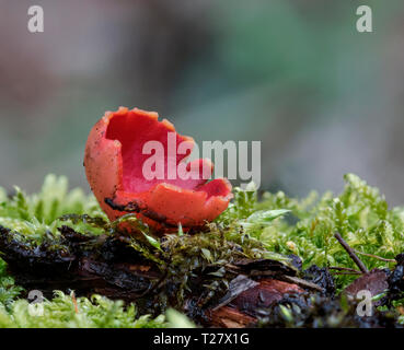 Scarlet Elf Cup (Sarcoscypha austriaca) Foto Stock