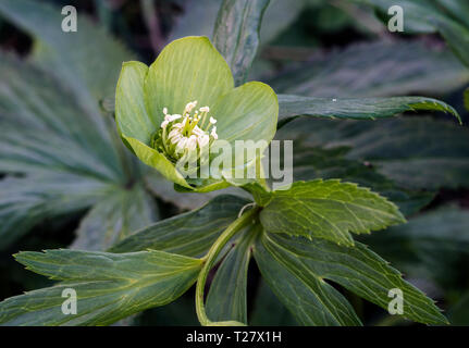 Helleborus viridis (l'Elleboro verde) Foto Stock