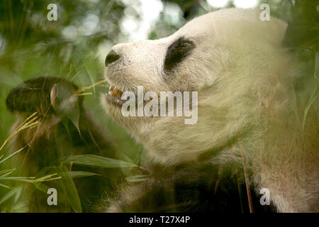 Panda femmina è verde per mangiare le foglie di bambù Foto Stock