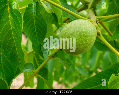 In crosta, le noci fresche. hard, verde guscio esterno.. le riprese in modalità macro in ambiente naturale. Foto Stock