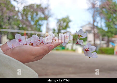 Sakura flower è soffiare via da una mano della ragazza Foto Stock