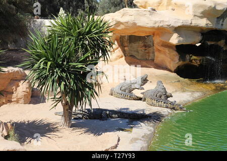 Coccodrilli crogiolatevi al sole, giacciono sulla sabbia, mangiare e scorazzano. Fattoria di coccodrilli. L'allevamento di coccodrilli. Crocodile denti affilati. Foto Stock