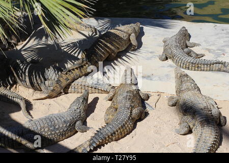 Coccodrilli crogiolatevi al sole, giacciono sulla sabbia, mangiare e scorazzano. Fattoria di coccodrilli. L'allevamento di coccodrilli. Crocodile denti affilati. Foto Stock