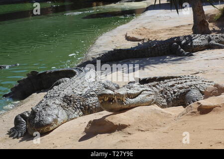 Coccodrilli crogiolatevi al sole, giacciono sulla sabbia, mangiare e scorazzano. Fattoria di coccodrilli. L'allevamento di coccodrilli. Crocodile denti affilati. Foto Stock