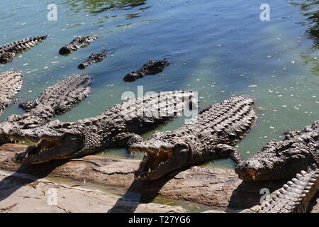 Coccodrilli crogiolatevi al sole, giacciono sulla sabbia, mangiare e scorazzano. Fattoria di coccodrilli. L'allevamento di coccodrilli. Crocodile denti affilati. Foto Stock