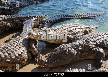 Coccodrilli crogiolatevi al sole, giacciono sulla sabbia, mangiare e scorazzano. Fattoria di coccodrilli. L'allevamento di coccodrilli. Crocodile denti affilati. Foto Stock