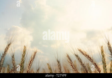 Close up mature spighe di grano contro il bellissimo cielo di nuvole. Messa a fuoco selettiva. Foto Stock