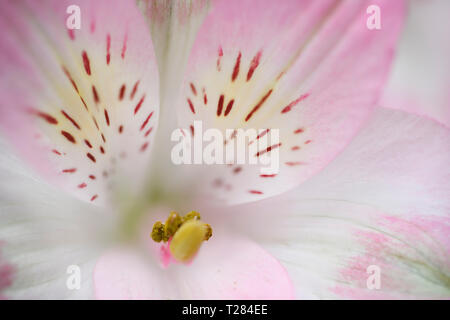 Close up Alstromeria rosa o peruviana Giglio Fiore con stame e striato tepals Foto Stock