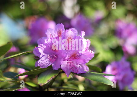 Bellissimi fiori di rododendro in estate Foto Stock