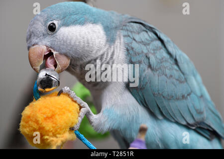 Close up di blu Quaker Parrot pet bird masticare su una campana di metallo non consigliato per tali uccelli Foto Stock