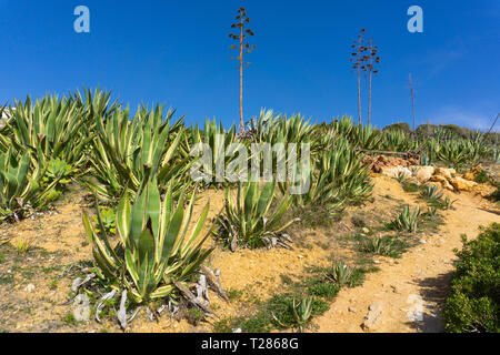 Agave americana lungo la passerella in Portogallo meridionale vicino a Ponta da Piedade Foto Stock