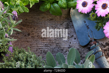 Fresche piante aromatiche sul telaio in legno scuro dello sfondo. Vista da sopra con copia spazio. Foto Stock