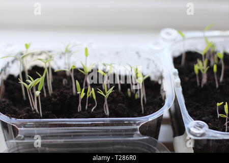 Home piantato pomodori cominciando a crescere in mini case verdi Foto Stock