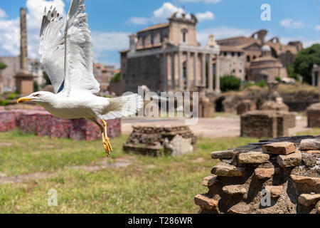 Gabbiano mediterranea di posti a sedere su pietre del Foro Romano a Roma, Italia. Estate sfondo con giornata di sole e cielo blu Foto Stock