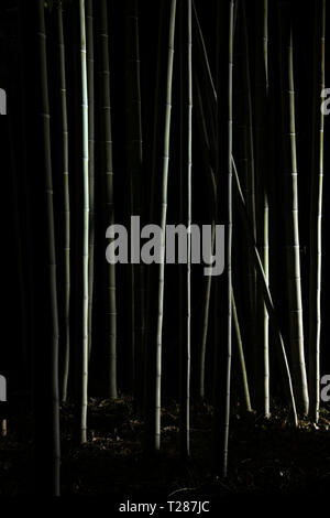 Arashiyama foresta di bamboo illuminato di notte tempo, la luce sugli alberi nel buio. Foto Stock