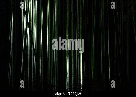 Arashiyama foresta di bamboo illuminato di notte tempo, la luce sugli alberi nel buio. Foto Stock