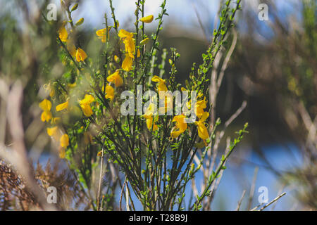Gorse comune presso il lago di vischio nel Southland, Isola del Sud, Nuova Zelanda Foto Stock