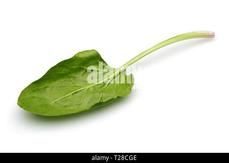 Unico di spinaci freschi leaf isolati su sfondo bianco Foto Stock