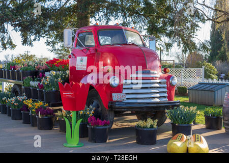 Clackamas County, Oregon - Marzo 31, 2019 : Scena di scarpa in legno Tulip Festival di Primavera Foto Stock