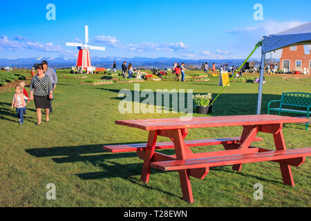 Clackamas County, Oregon - Marzo 31, 2019 : Scena di scarpa in legno Tulip Festival di Primavera Foto Stock