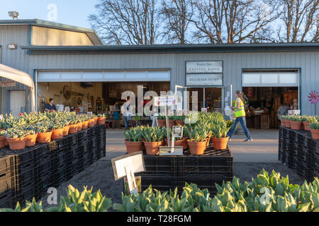 Clackamas County, Oregon - Marzo 31, 2019 : Scena di scarpa in legno Tulip Festival di Primavera Foto Stock